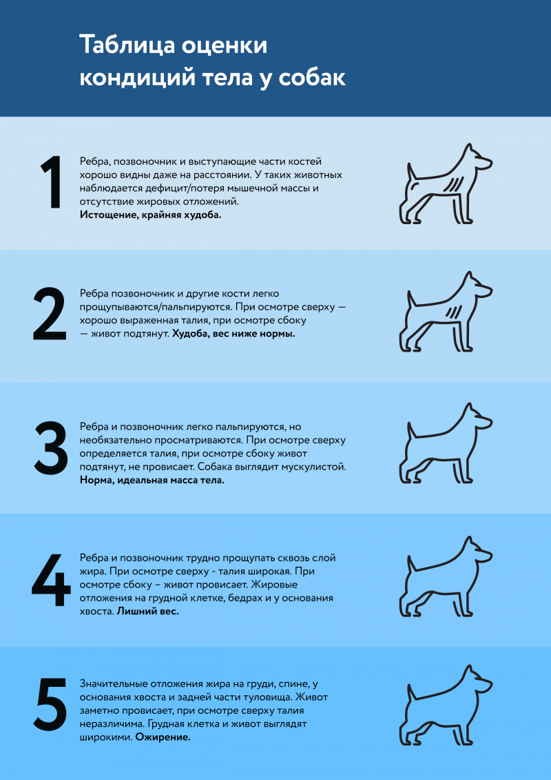 Как Понять Что У Собаки Лишний Вес