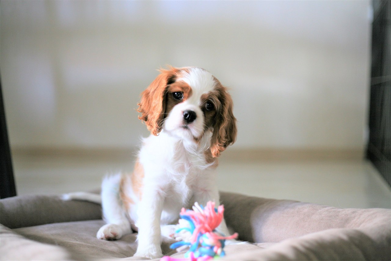 Кавалер кинг чарльз спаниель: Подготовка квартиры к появлению маленького  щенка